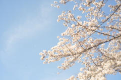 ピンボケ桜
