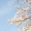 ピンボケ桜