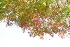 薄紅葉