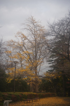 保土ケ谷公園のいちょう