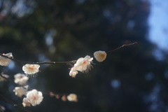 梅の花