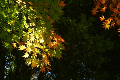 紅葉