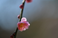 紅梅