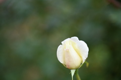 秋薔薇　つぼみ