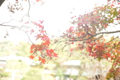 三渓園のモミジ