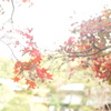 三渓園のモミジ