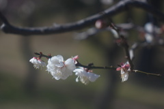 梅の花