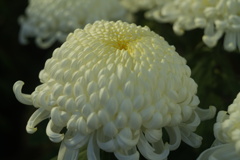 菊の花　ズミタール５０（１９４６）