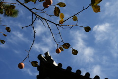 柿