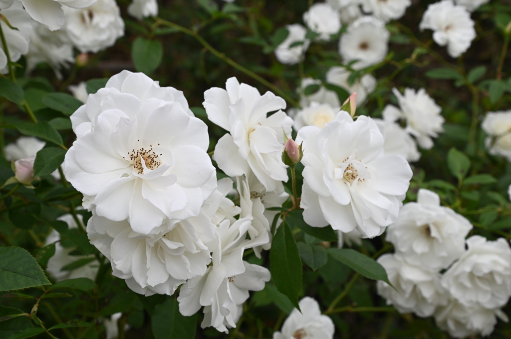 秋薔薇　白