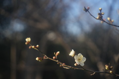 梅の花