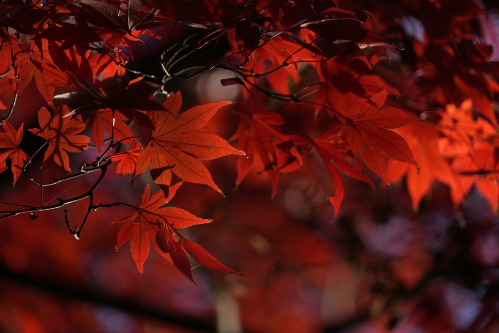 紅葉２０２３