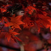 紅葉２０２３