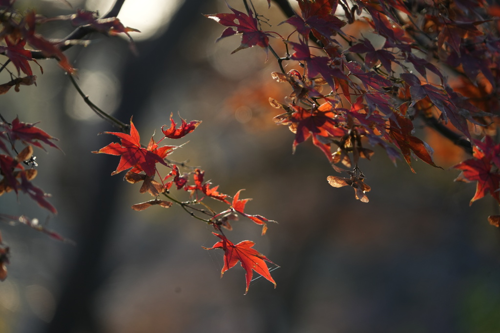 紅葉２０２３