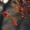 紅葉２０２３