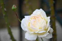 秋薔薇　薄色