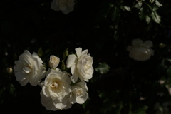 山下公園のバラ