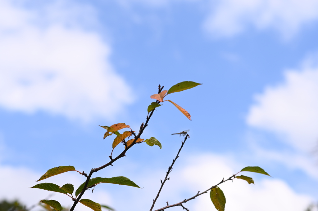 秋の空