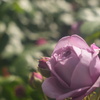 紫のバラ　ヘクトール５０（１９３３）