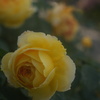 黄色いバラ　ヘクトール５０（１９３３）