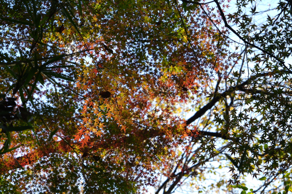 一本の紅葉