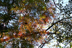 一本の紅葉