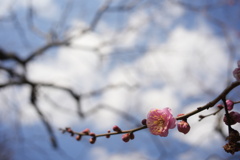 梅が咲いた