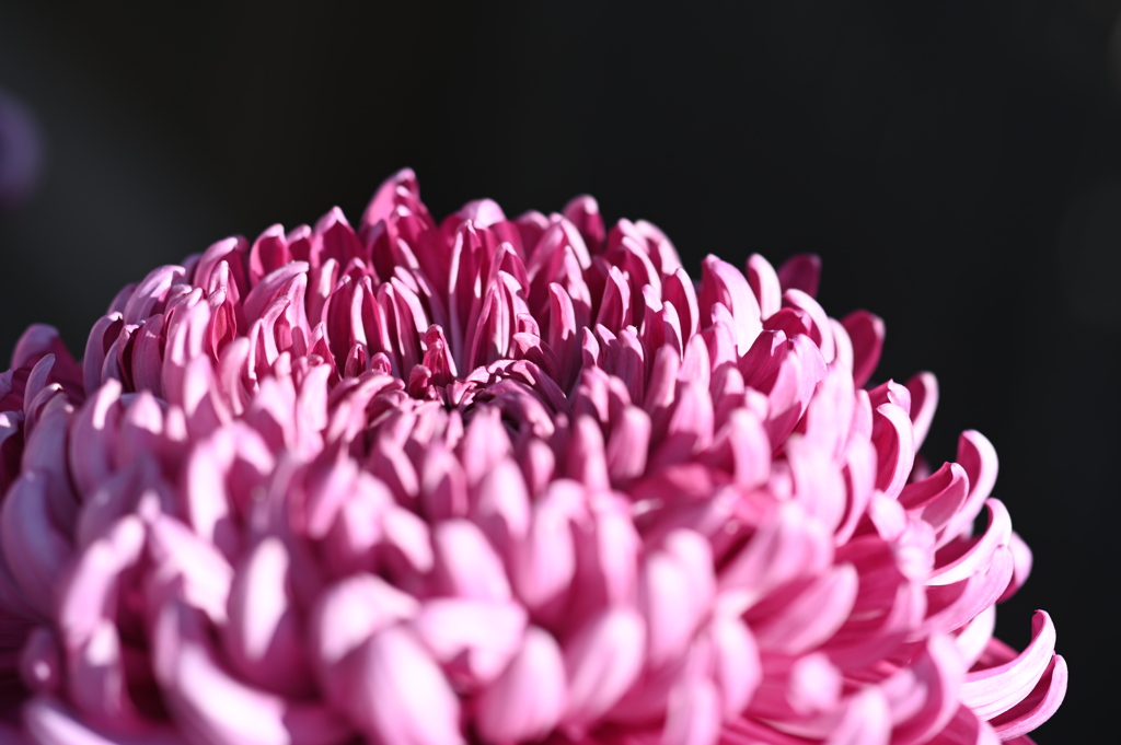 菊