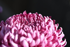 菊