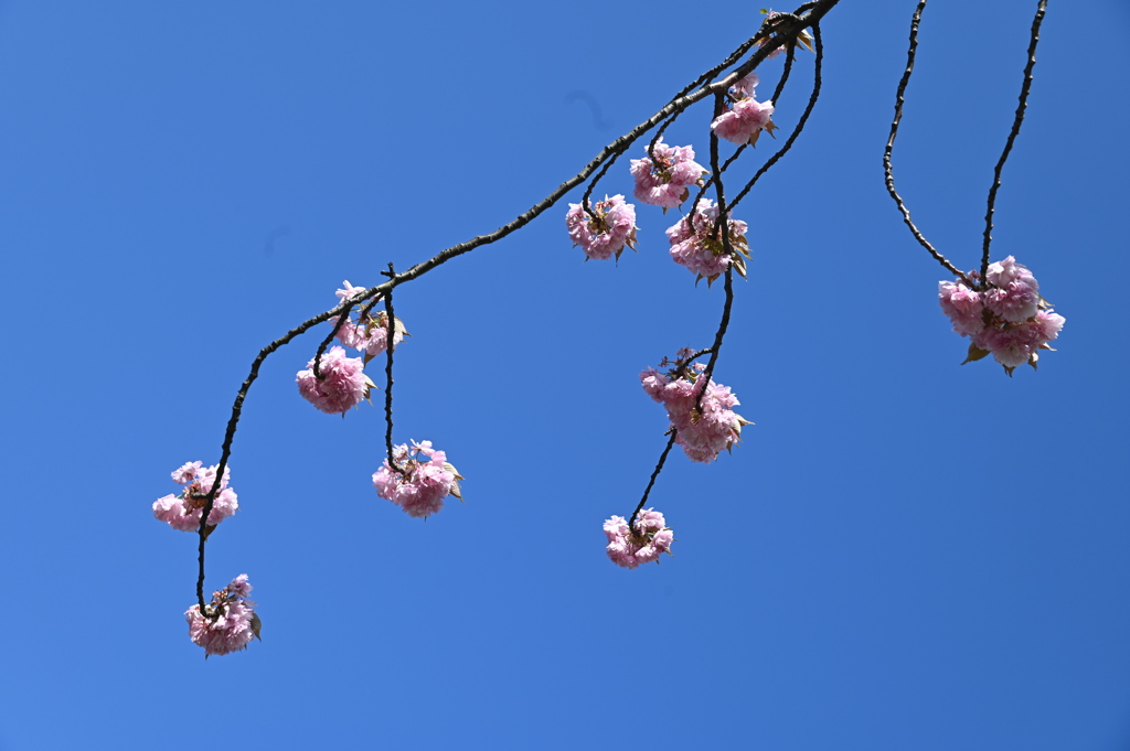 青空に桜
