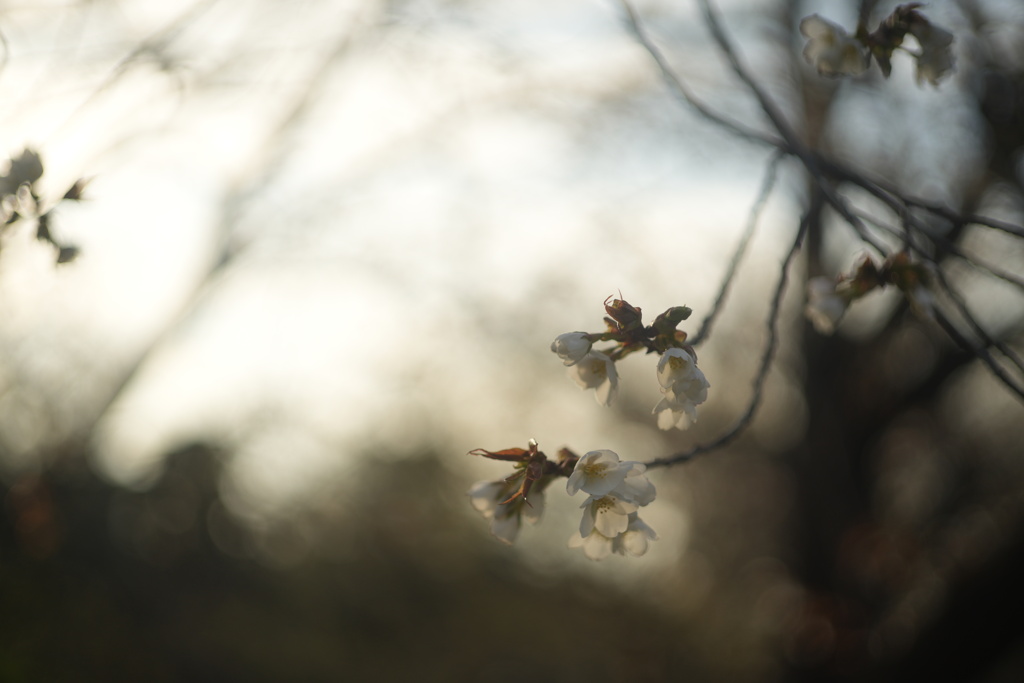 夕暮れ桜