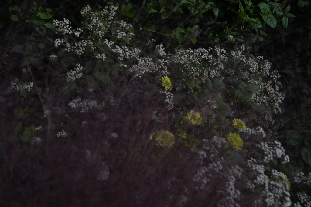 秋の花