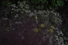 秋の花