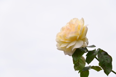 秋薔薇