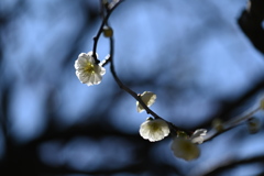 梅の花