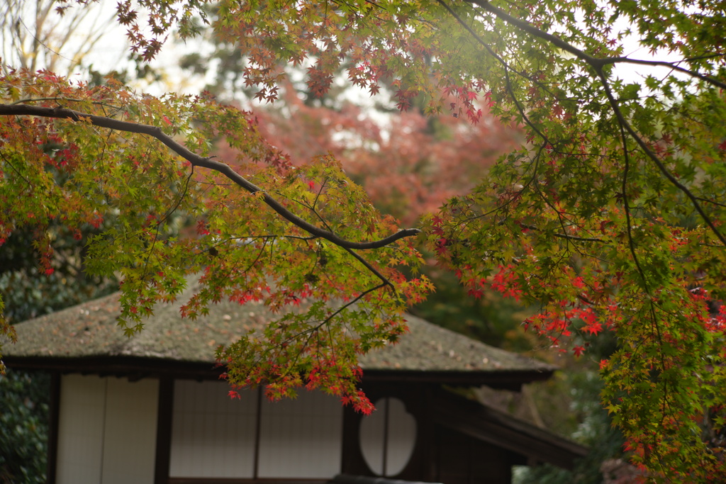 三渓園のモミジ