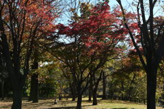 公園一人ぼっち