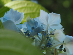 紫陽花