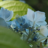 紫陽花
