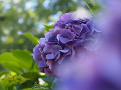 紫陽花