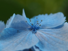 紫陽花