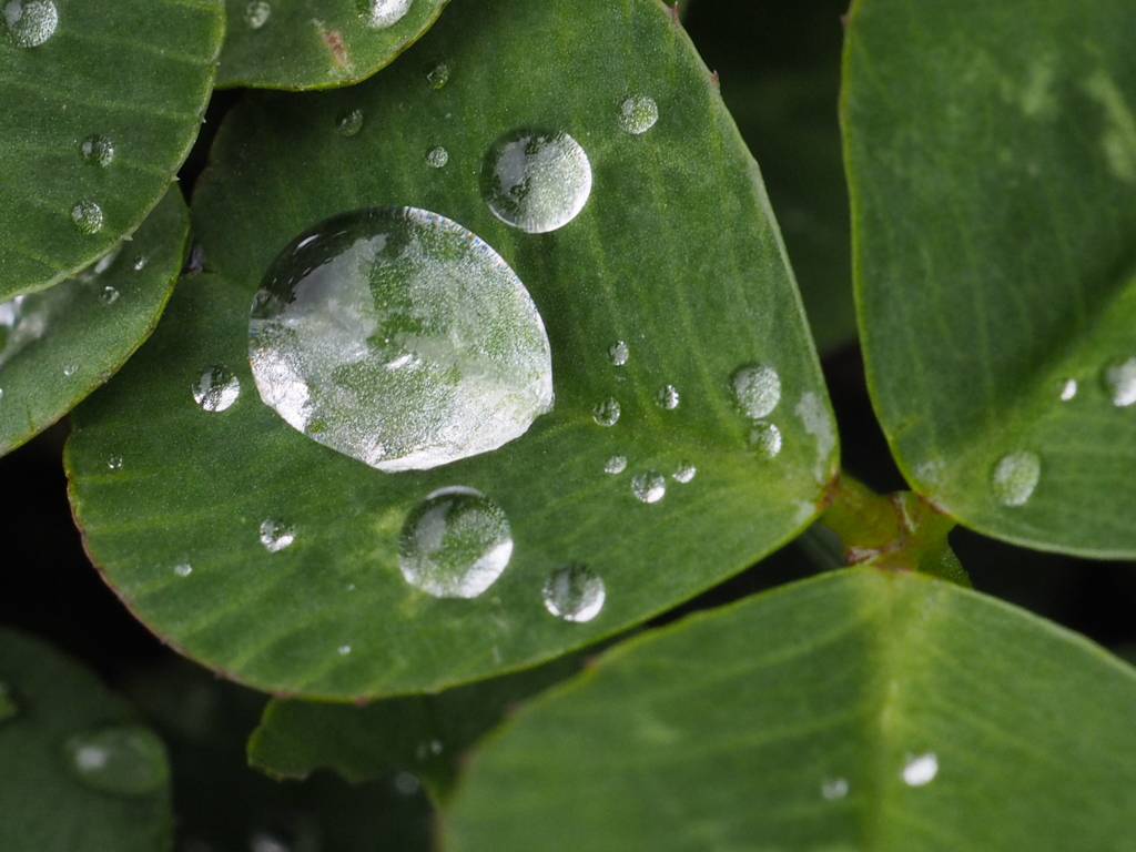 雨上がりの三つ葉