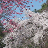 シダレ桜