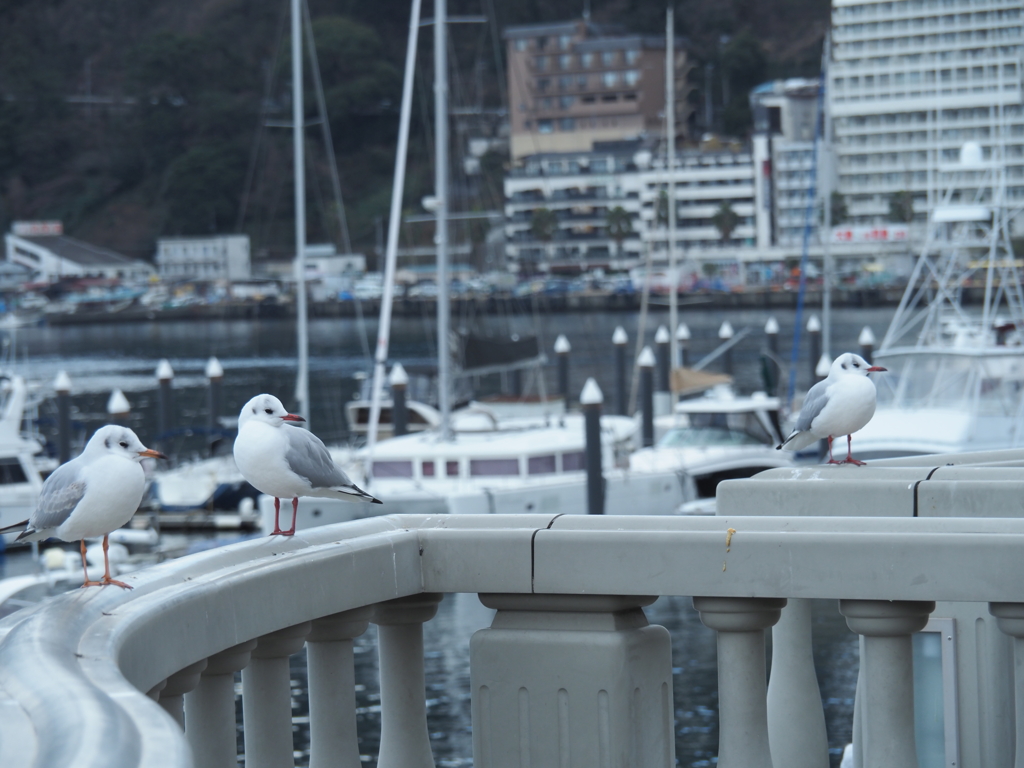 カモメさん三羽