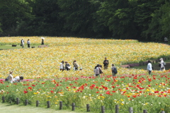 アイスランドポピー