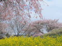 一面の桜