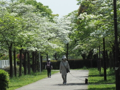 ハナミズキの並木