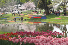 桜とチューリップ