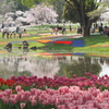 桜とチューリップ