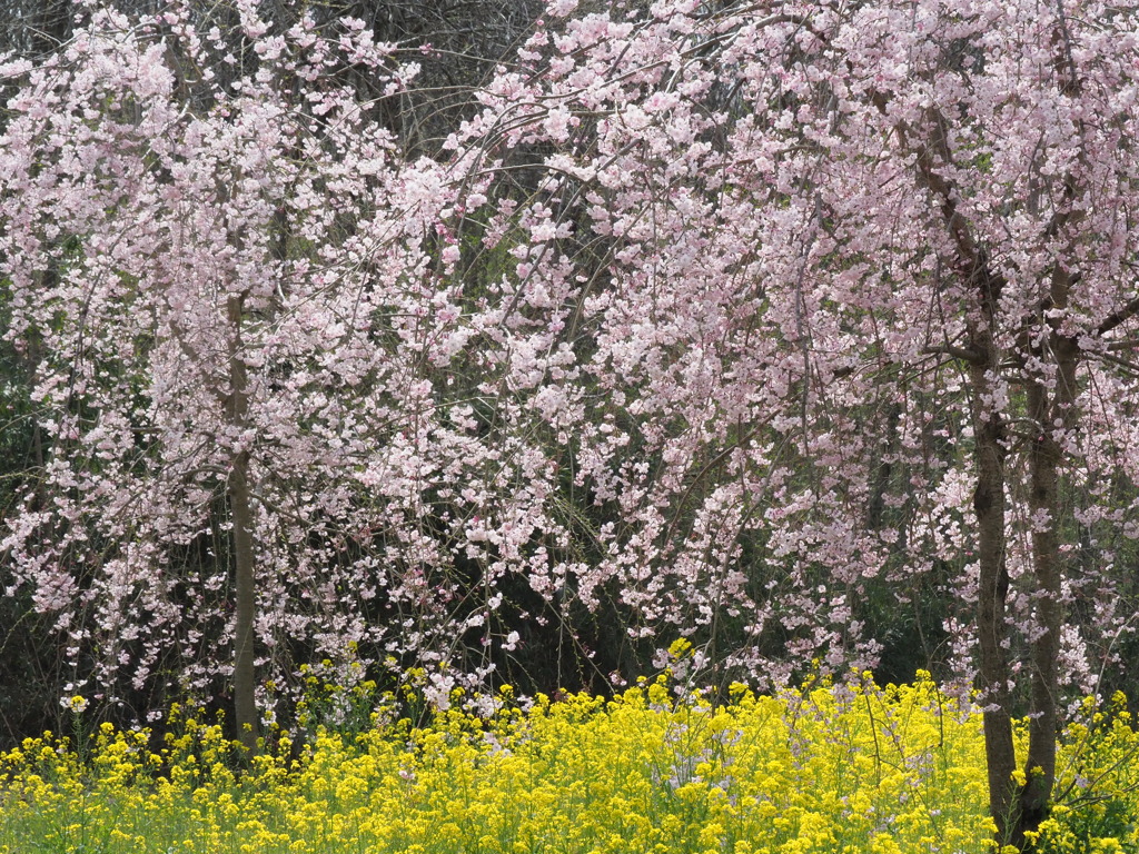 シダレ桜